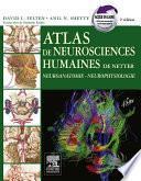 Télécharger le livre libro Atlas De Neurosciences Humaines De Netter